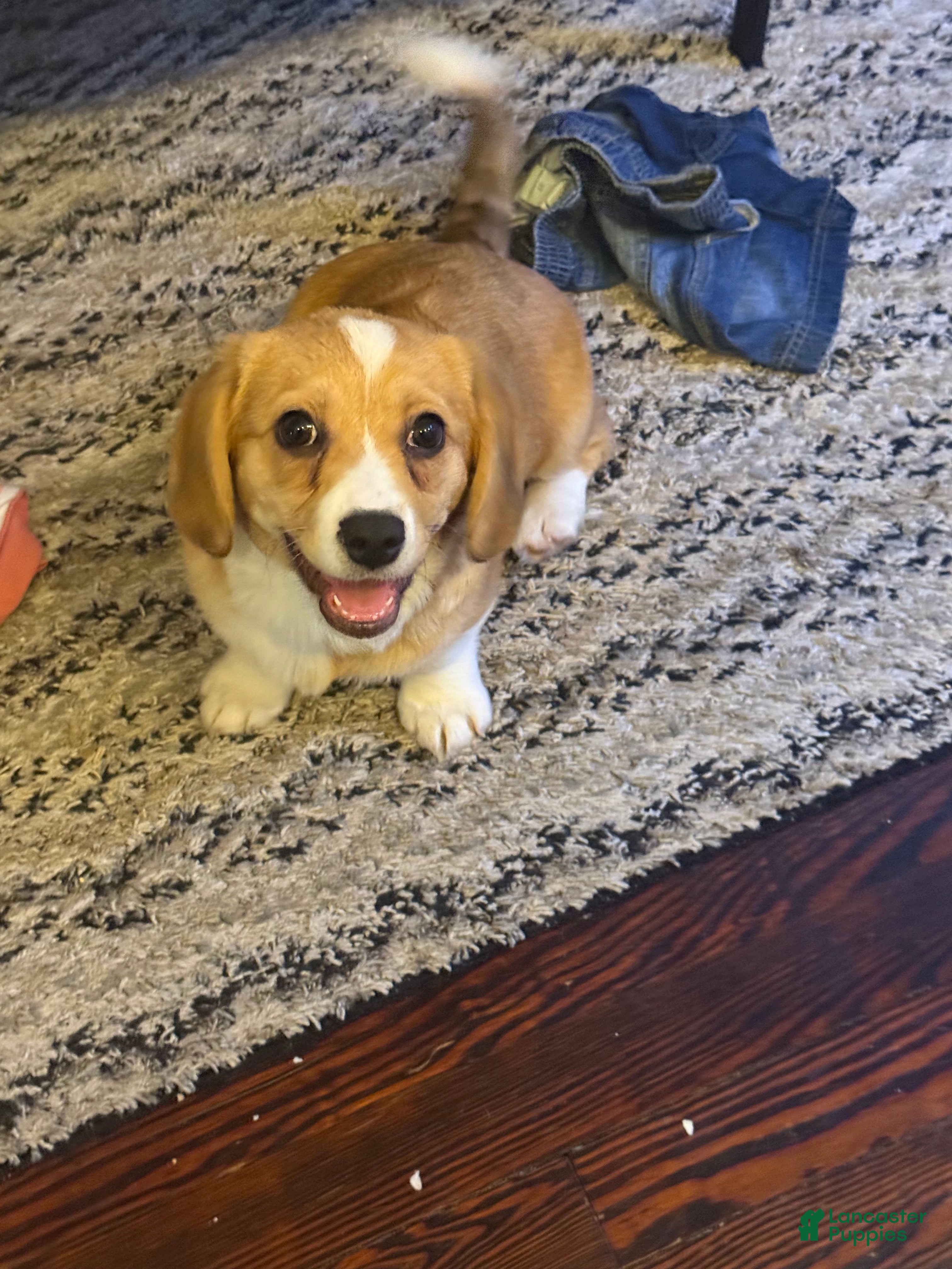 Mixed Breed dogs Ellie  - Ad 11