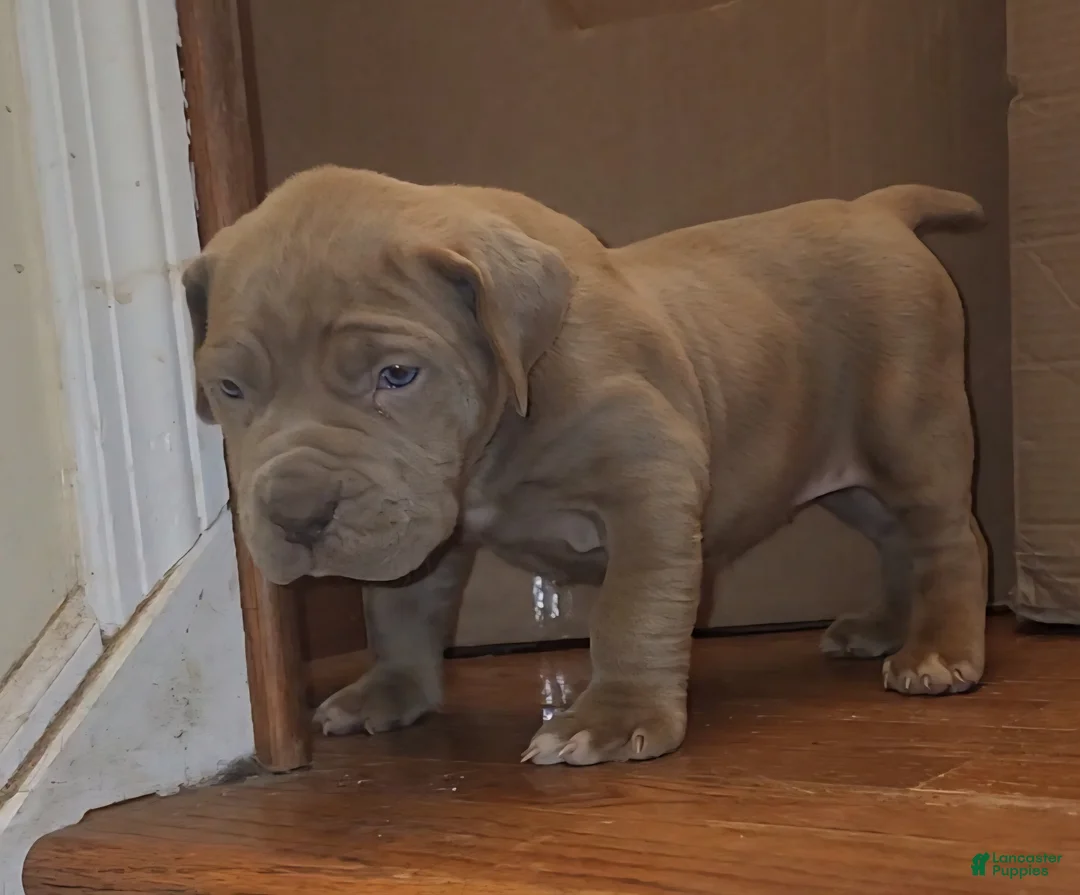 South African Boerboels dogs for sale: WHITNEY  - Ad 1