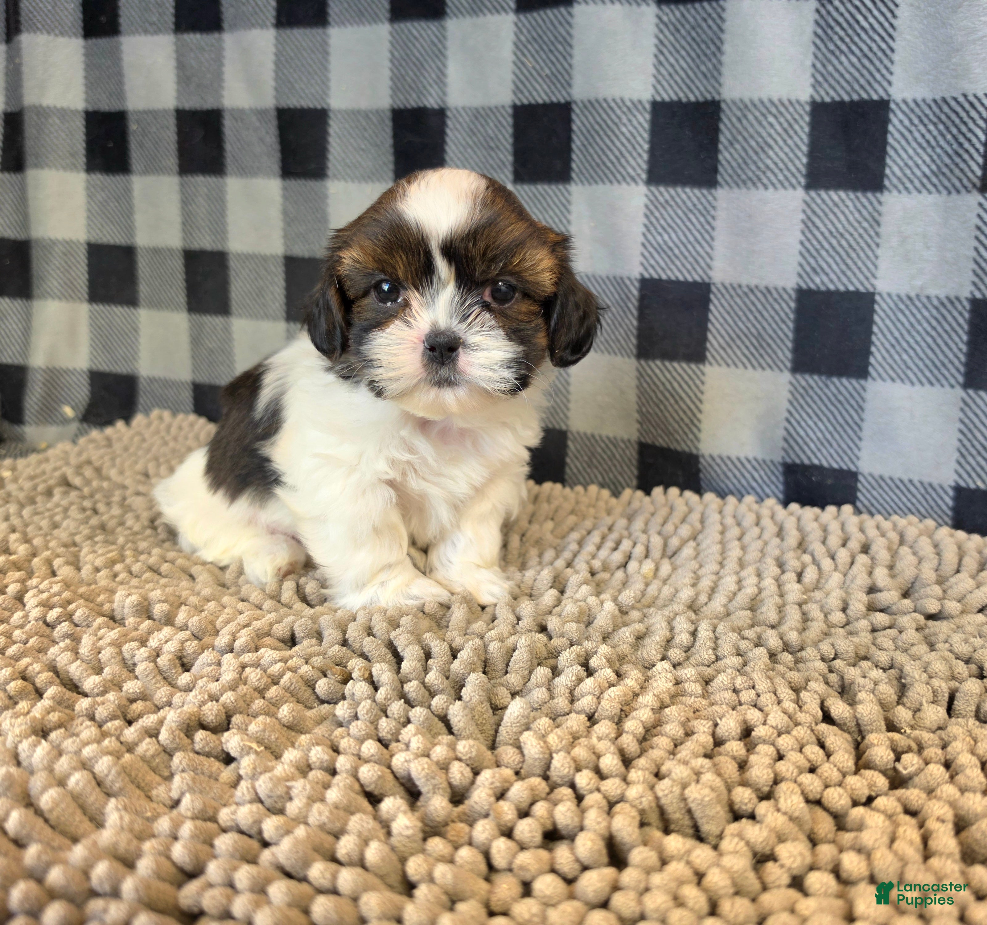 Shih Tzu dogs for sale: Andy - Ad 2
