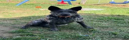 Australian Cattle Dog dogs for sale: Australian Cattle Dog 7 - Ad 3