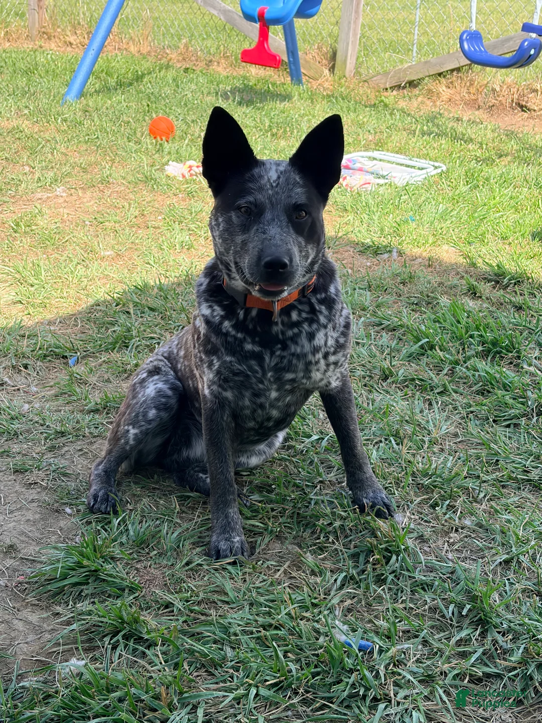 Australian Cattle Dog dogs for sale: Australian Cattle Dog 7 - Ad 3