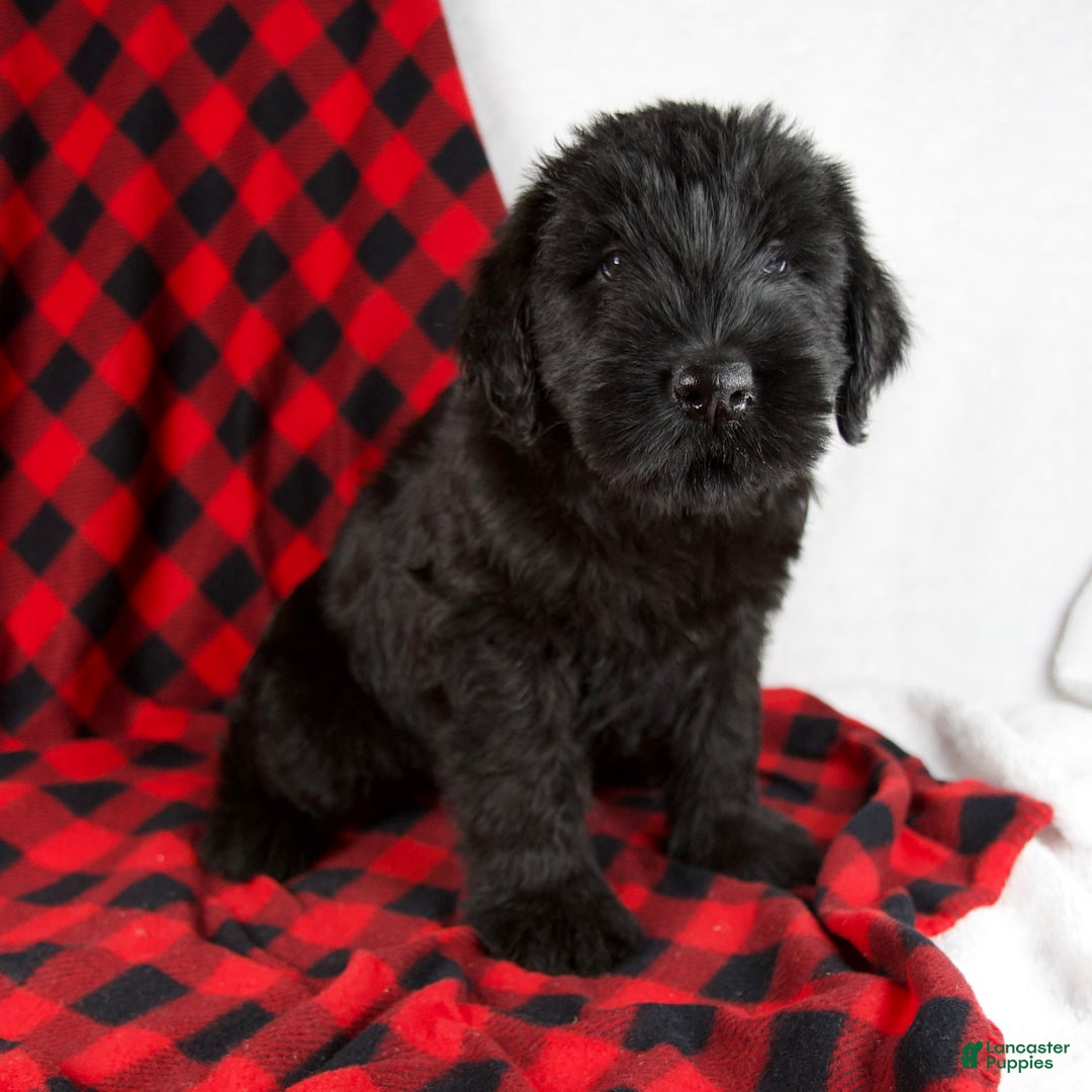 Giant Schnauzer dogs for sale: Alyssa - Ad 2
