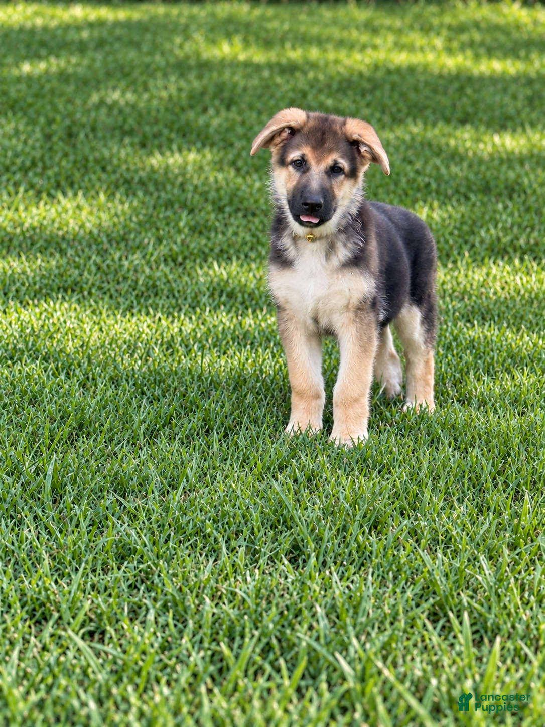 German Shepherd dogs Miley - Ad 7