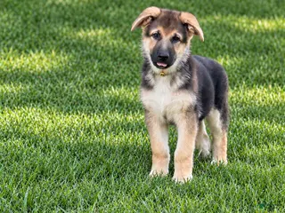 German Shepherd dogs Miley - Ad 7