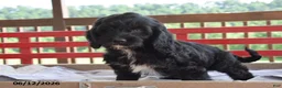Cockapoo dogs for sale: Patty - Ad 1