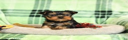 Yorkshire Terrier dogs for sale: Duncan - Ad 2
