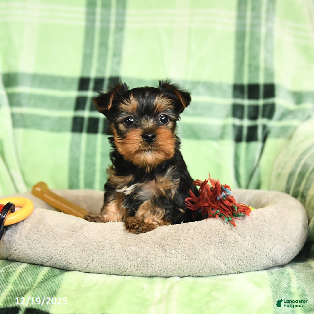 Yorkshire Terrier dogs for sale: Duncan - Ad 2