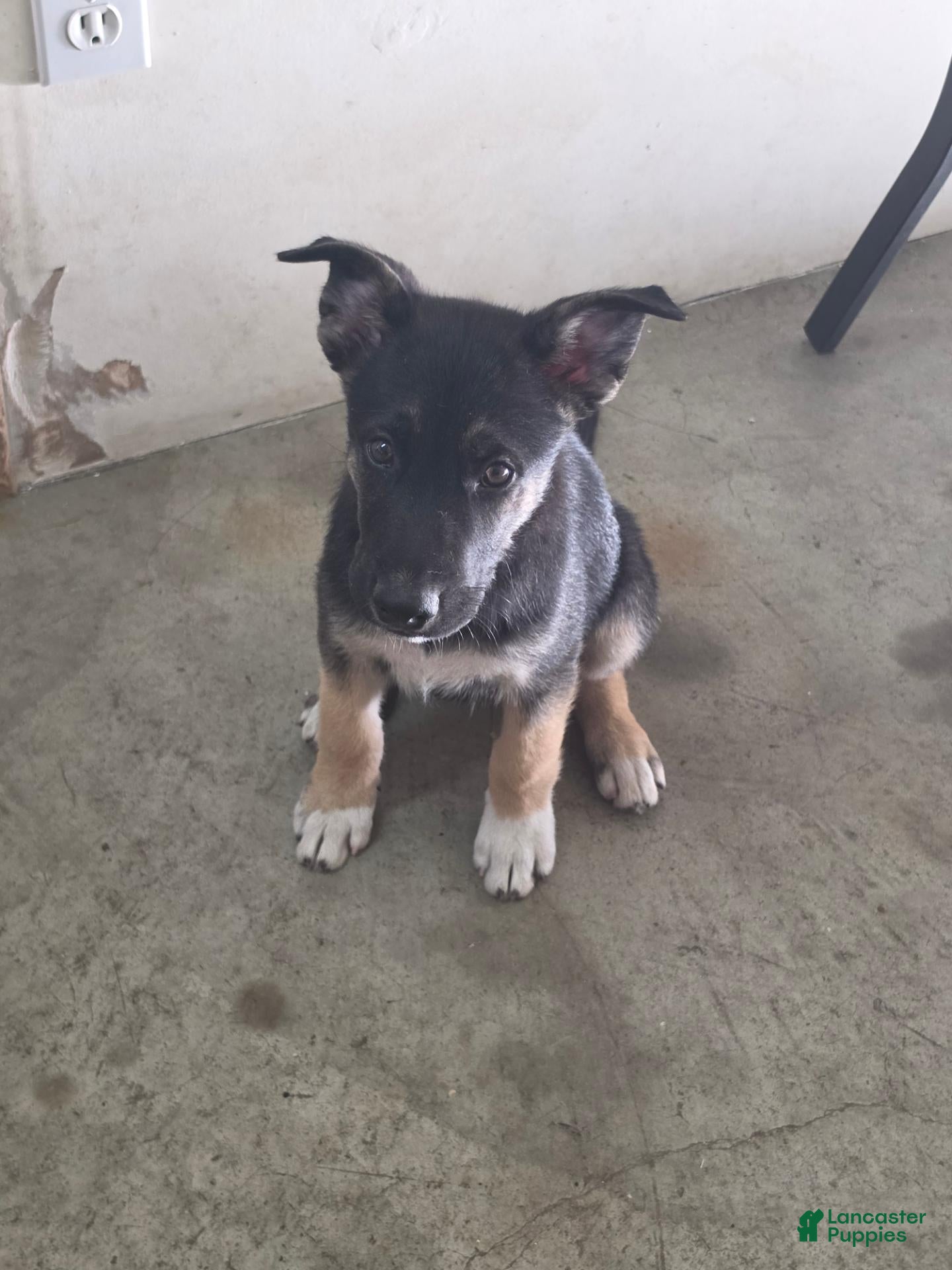Mixed Breed dogs Ziggy - Ad 24