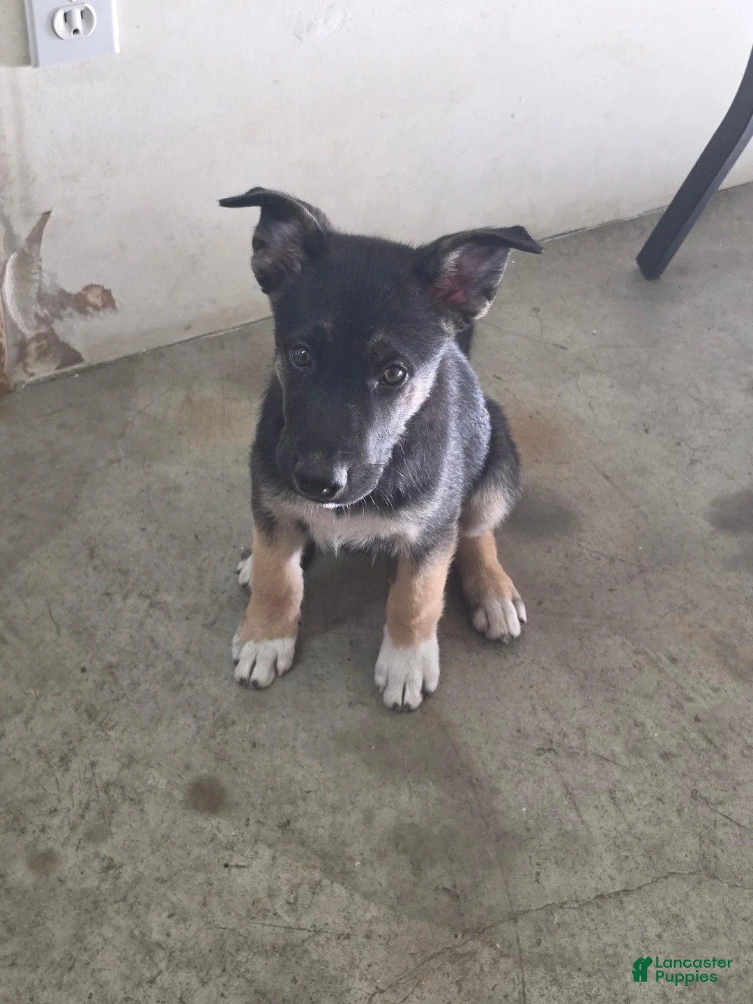 Mixed Breed dogs for sale: Ziggy - Ad 1
