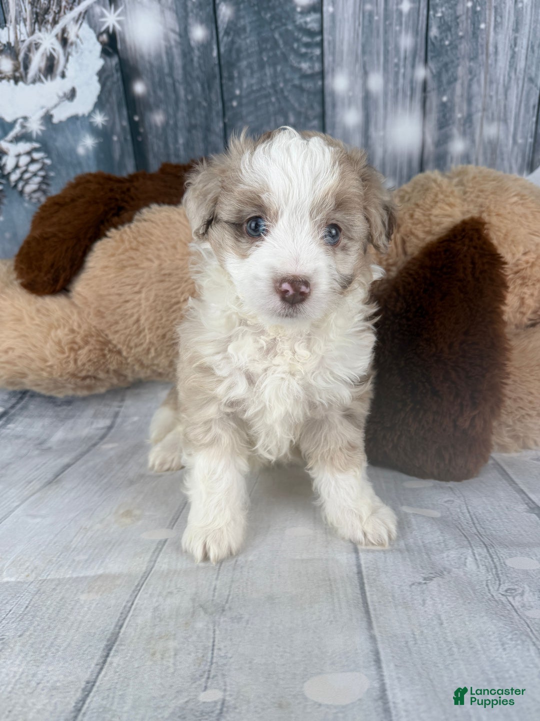 Aussiedoodle dogs for sale: Heidi - Ad 6