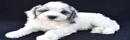 Mini Sheepadoodle dogs for sale: Sammy - Ad 5