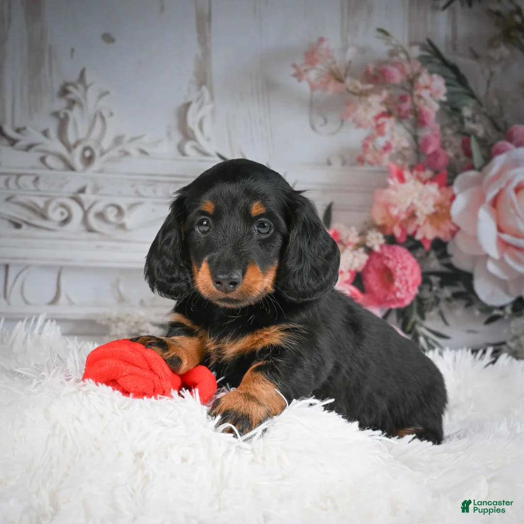 Miniature Dachshund dogs for sale: AKC-Dallas - Ad 7