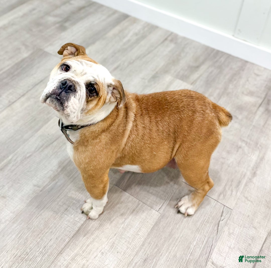 Mixed Breed dogs for sale: Casper - Ad 6