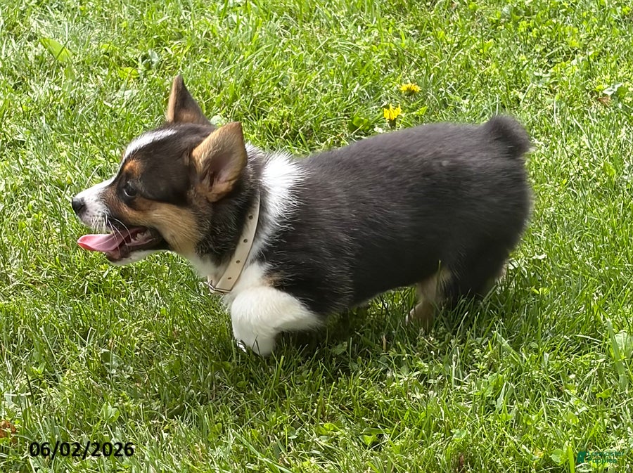 Welsh Corgi Pembroke dogs for sale: Dee  - Ad 3