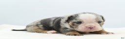 Mixed Breed dogs for sale: Aqua blue koi  - Ad 5