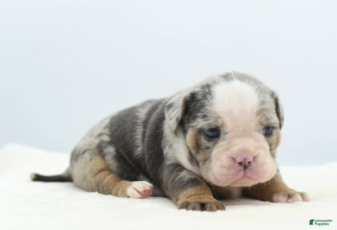 Mixed Breed dogs for sale: Aqua blue koi  - Ad 5