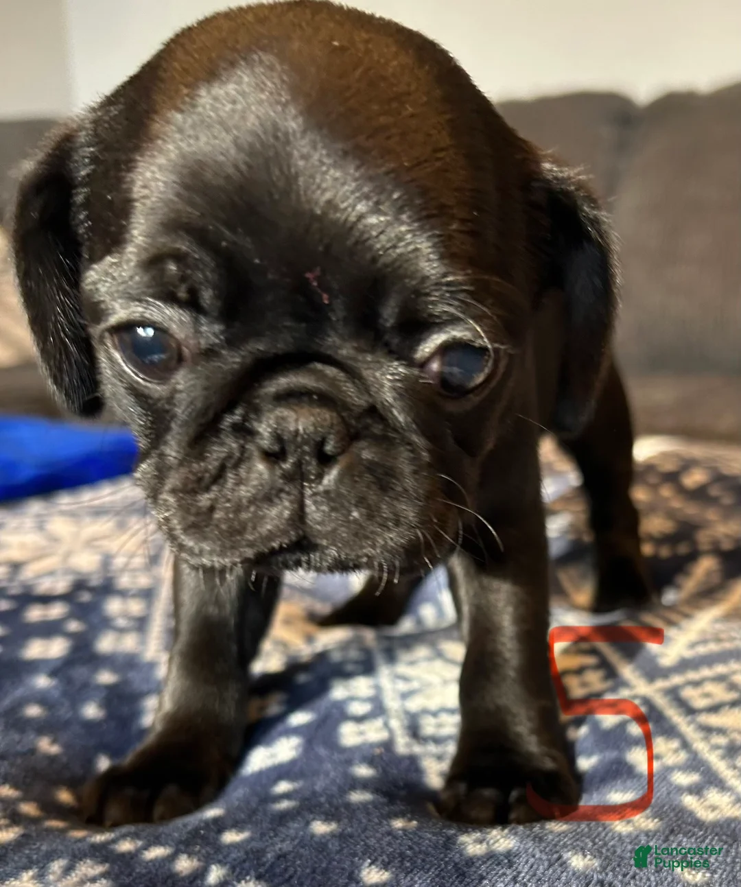 Pug dogs for sale: Tiny diamond  - Ad 1