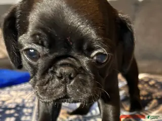 Pug dogs Tiny diamond - Ad 3