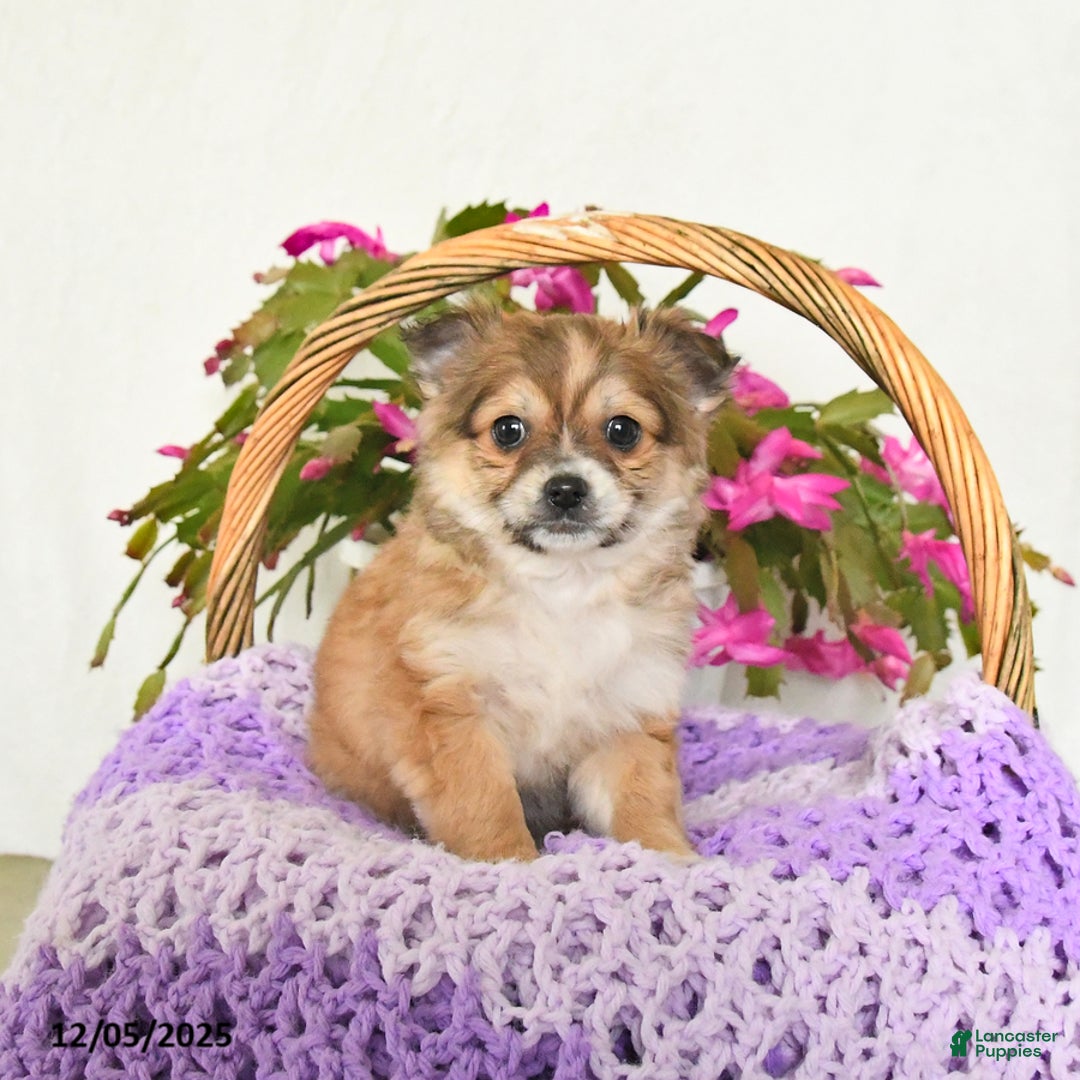 Chihuahua dogs for sale: Fido - Ad 2