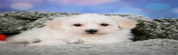 Maltipoo dogs for sale: milo - Ad 9