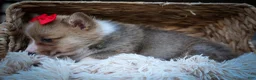 Welsh Corgi Pembroke dogs for sale: Scotty 🐾 - Ad 14