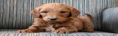 Goldendoodle Puppy 3