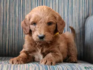 Goldendoodle dogs Goldendoodle Puppy 3 - Ad 27