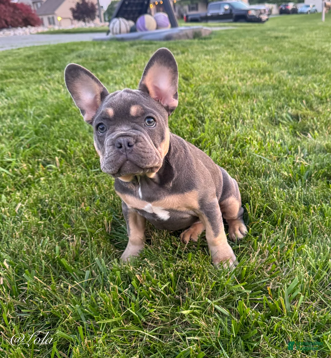 French Bulldog dogs for sale: Lola - Ad 2