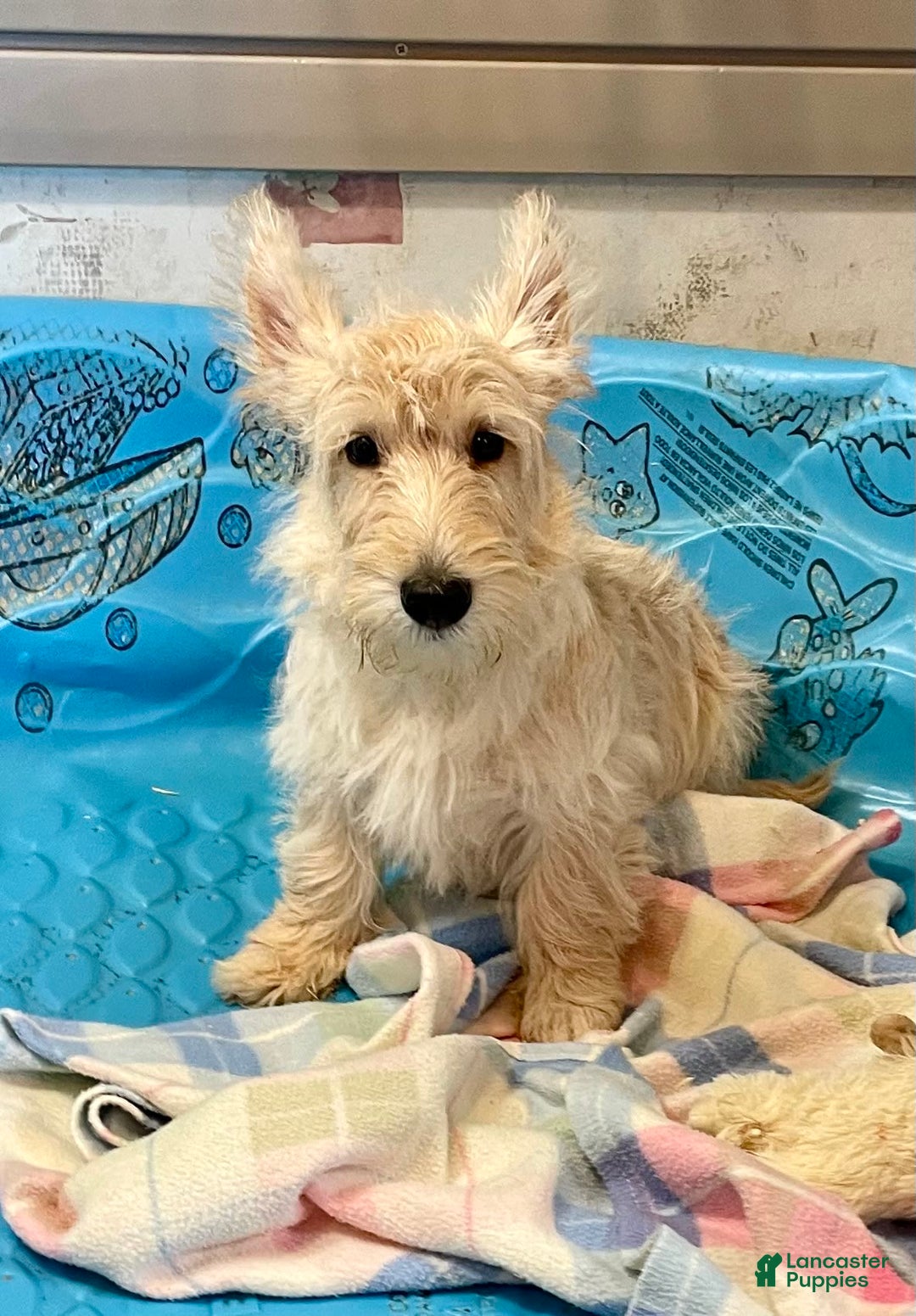 Scottish Terrier dogs for sale: Mason - Ad 3