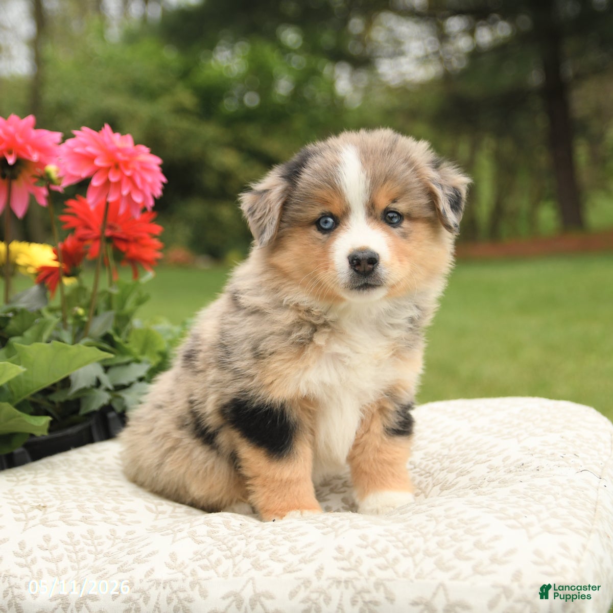 Miniature Australian Shepherd dogs for sale: Shiloh - Ad 4