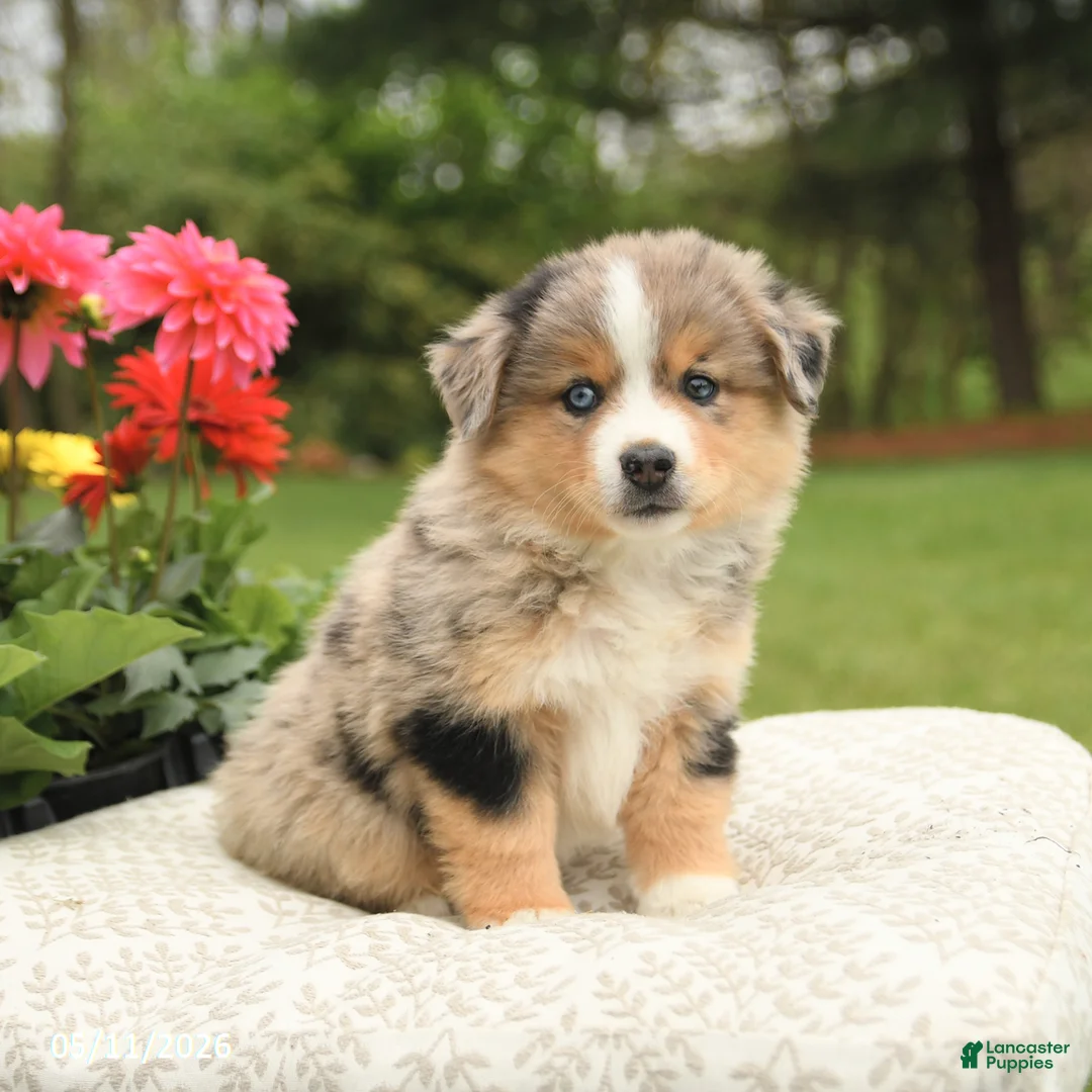 Miniature Australian Shepherd dogs for sale: Shiloh - Ad 1
