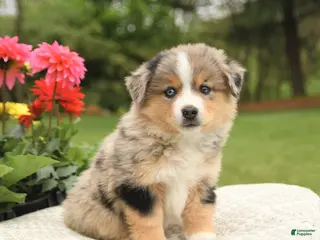 Miniature Australian Shepherd dogs for sale: Shiloh - Ad 4