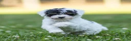 Miniature Poodle dogs for sale: Sparky Miniature Poodle  - Ad 7