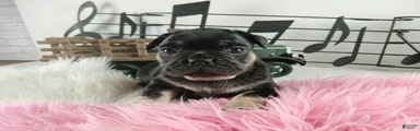 French Bulldog Pups, NATIONWIDE DELIVERY 