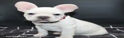 French Bulldog dogs for sale: Jip - Ad 3
