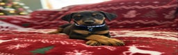 Doberman Pinscher dogs for sale: Bruno - Ad 1