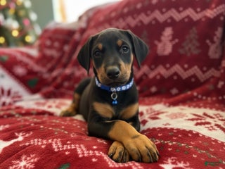 Doberman Pinscher dogs Bruno - Ad 28