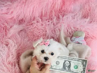 Maltese dogs Maltese Puppy 1 - Ad 6