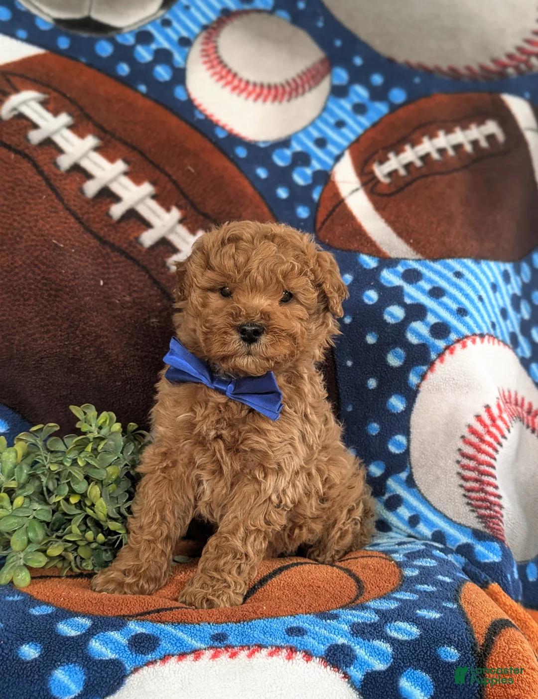 Bichpoo dogs for sale: Chauncey - Ad 3