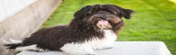 Havanese dogs for sale: Oreo - Ad 6