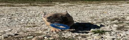 French Bulldog dogs for sale: Pete - Ad 4