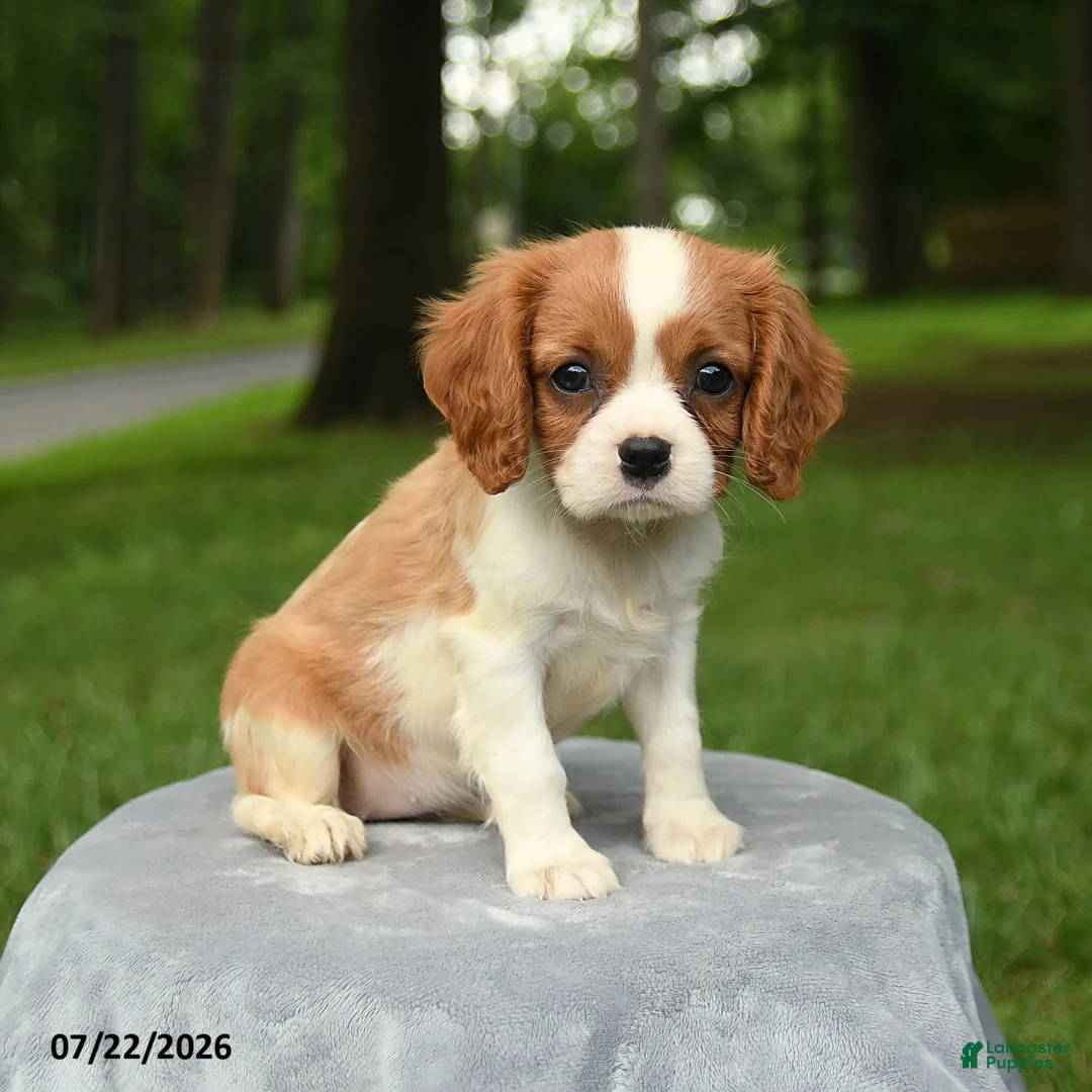 Cavalier King Charles Spaniel dogs for sale: Magnolia - Ad 3