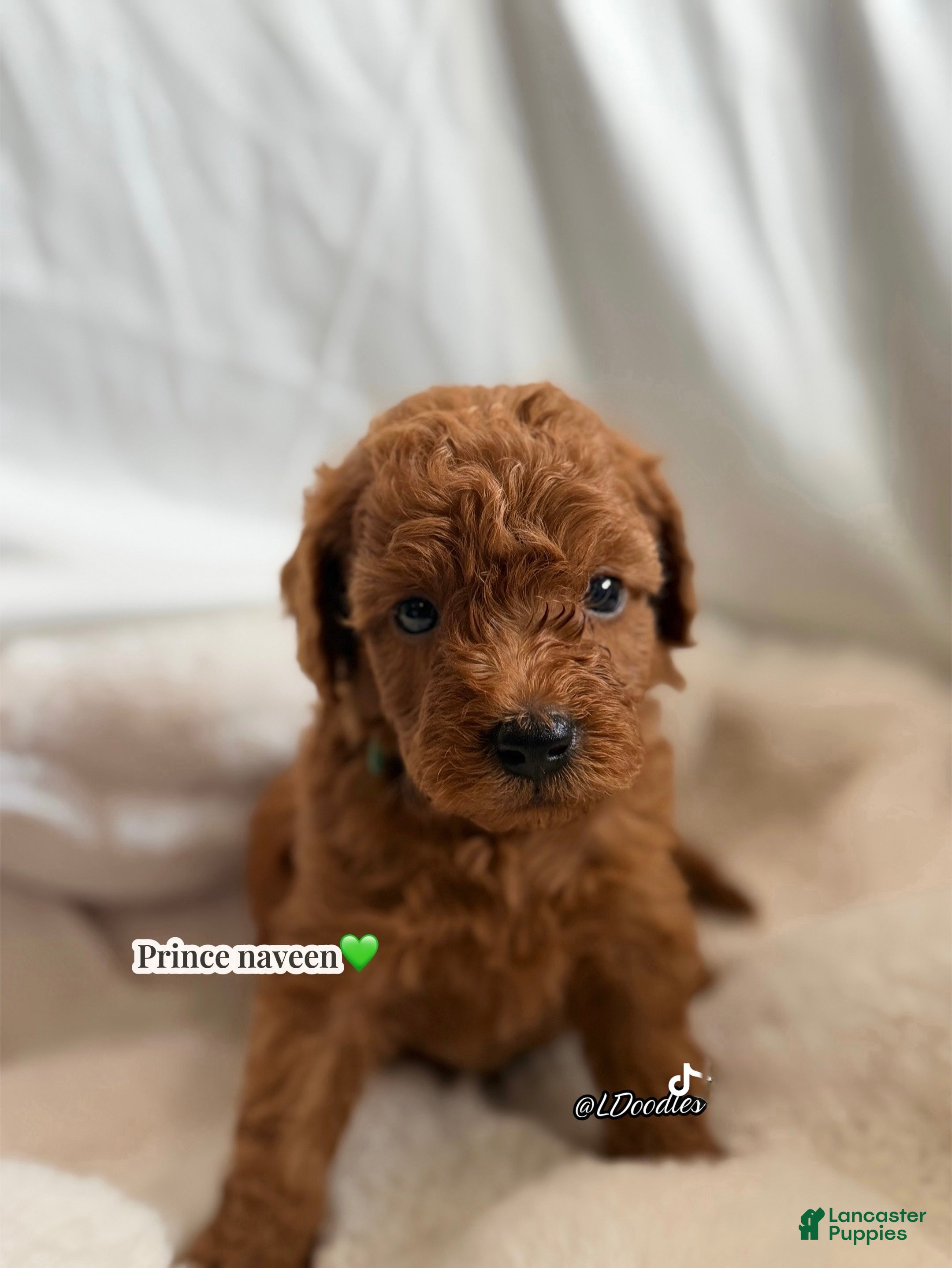 Irish Doodle dogs for sale: Prince naveen 🐸 - Ad 3