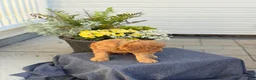 Goldendoodle dogs for sale: Turner - Ad 7