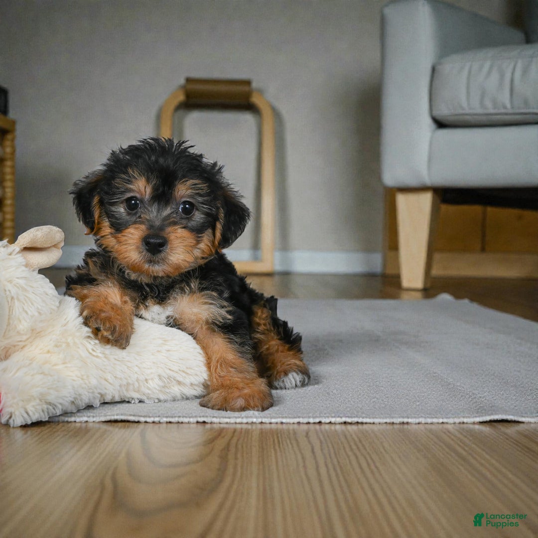 Yorkshire Terrier dogs for sale: GUS - Ad 3