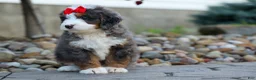 Mini Bernedoodle dogs for sale: 🐾 Meet Pilot 🐾 - Ad 7