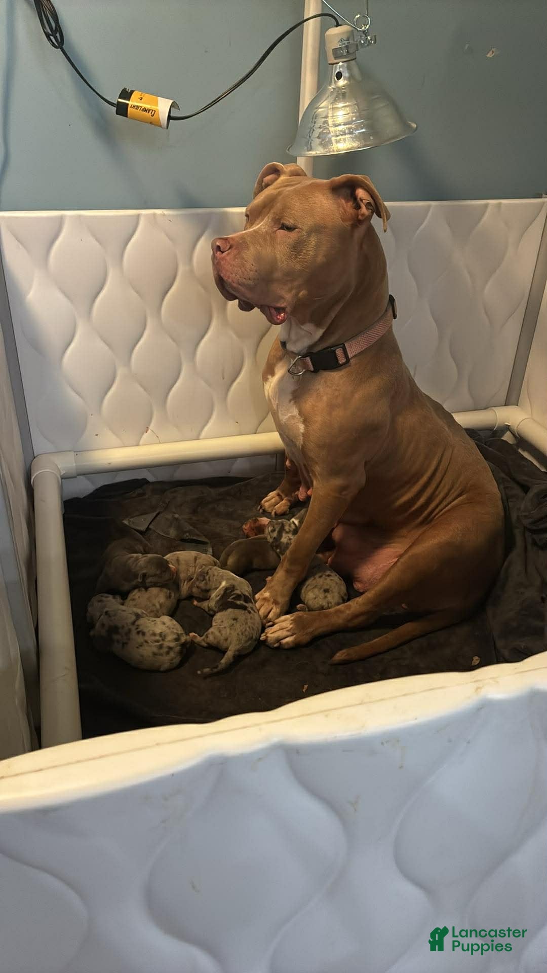 American Bully dogs for sale: American Bully Puppy 1 - Ad 5