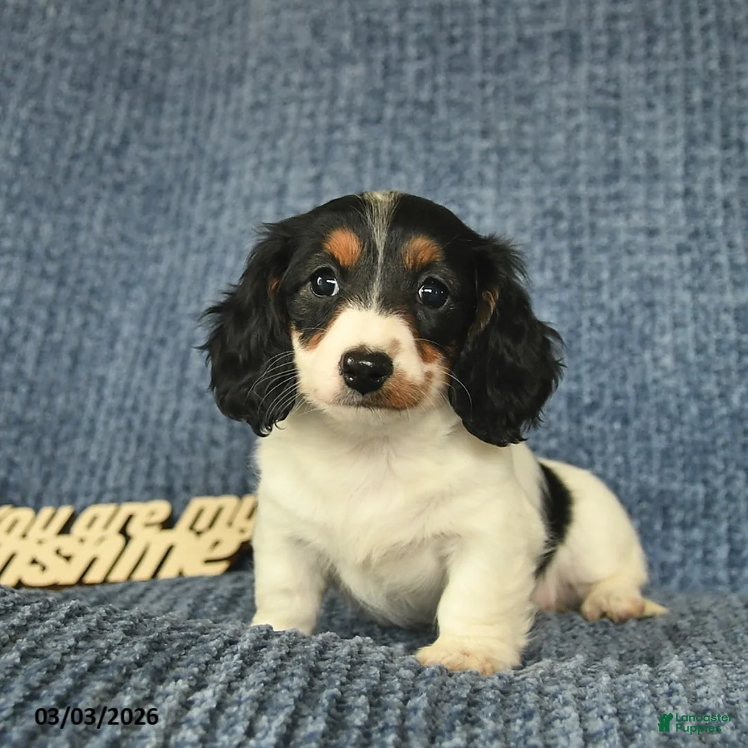 Miniature Dachshund dogs for sale: Jewel  - Ad 1
