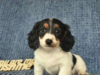 Miniature Dachshund dogs for sale: Jewel - Ad 4