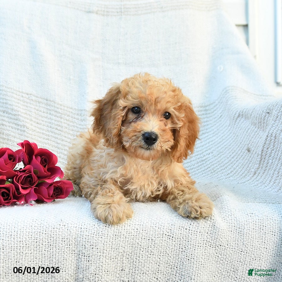 Mini Goldendoodle dogs Mckenzie - Ad 2